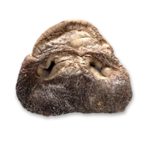 The Bones & Co. Freeze-Dried Pig Snout